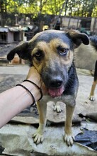 GIA, Hund, Mischlingshund in Rumänien - Bild 1