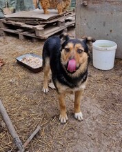 GIA, Hund, Mischlingshund in Rumänien - Bild 11
