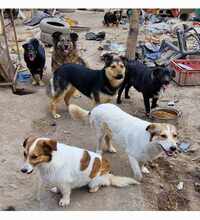 GIA, Hund, Mischlingshund in Rumänien - Bild 12