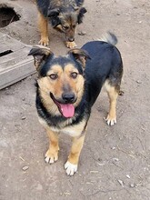 GIA, Hund, Mischlingshund in Rumänien - Bild 2
