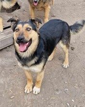 GIA, Hund, Mischlingshund in Rumänien - Bild 5