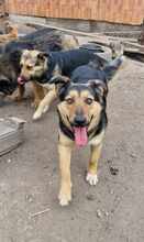 GIA, Hund, Mischlingshund in Rumänien - Bild 6