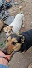GIA, Hund, Mischlingshund in Rumänien - Bild 7