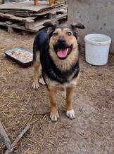 GIA, Hund, Mischlingshund in Rumänien - Bild 9