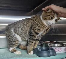NICOLINA, Katze, Europäisch Kurzhaar in Italien - Bild 2
