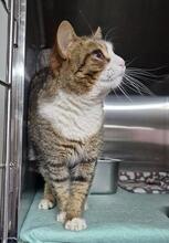 NICOLINA, Katze, Europäisch Kurzhaar in Italien - Bild 3