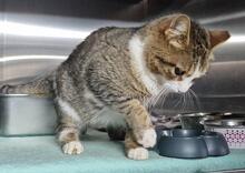 NICOLINA, Katze, Europäisch Kurzhaar in Italien - Bild 4