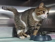 NICOLINA, Katze, Europäisch Kurzhaar in Italien - Bild 5
