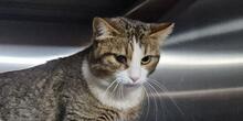 NICOLINA, Katze, Europäisch Kurzhaar in Italien - Bild 6