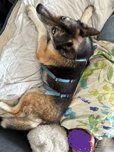 HANK, Hund, Mischlingshund in Mitteleschenbach - Bild 1