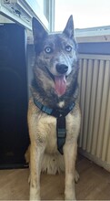 HANK, Hund, Mischlingshund in Mitteleschenbach - Bild 11