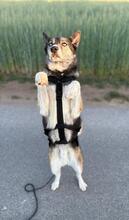HANK, Hund, Mischlingshund in Mitteleschenbach - Bild 13