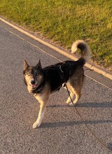 HANK, Hund, Mischlingshund in Mitteleschenbach - Bild 14