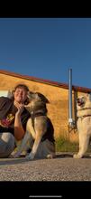 HANK, Hund, Mischlingshund in Mitteleschenbach - Bild 15