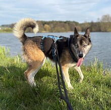HANK, Hund, Mischlingshund in Mitteleschenbach - Bild 2