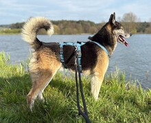 HANK, Hund, Mischlingshund in Mitteleschenbach - Bild 3