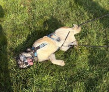 HANK, Hund, Mischlingshund in Mitteleschenbach - Bild 4