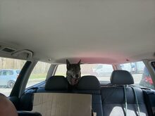 HANK, Hund, Mischlingshund in Mitteleschenbach - Bild 5