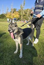 HANK, Hund, Mischlingshund in Mitteleschenbach - Bild 6