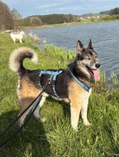 HANK, Hund, Mischlingshund in Mitteleschenbach - Bild 8