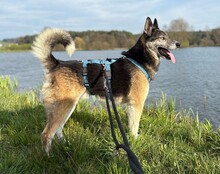 HANK, Hund, Mischlingshund in Mitteleschenbach - Bild 9