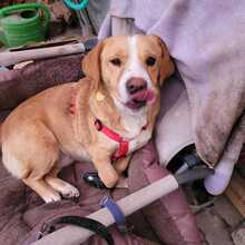 KATI, Hund, Beagle-Mix in Armsheim