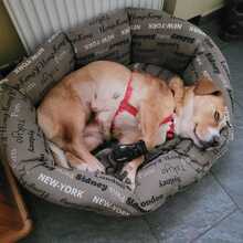 KATI, Hund, Beagle-Mix in Armsheim - Bild 2