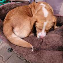 KATI, Hund, Beagle-Mix in Armsheim - Bild 3