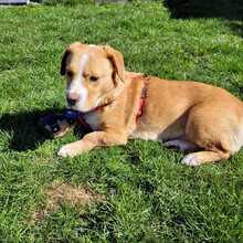 KATI, Hund, Beagle-Mix in Armsheim - Bild 4