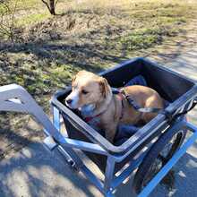 KATI, Hund, Beagle-Mix in Armsheim - Bild 5