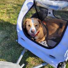 KATI, Hund, Beagle-Mix in Armsheim - Bild 6