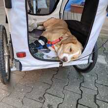 KATI, Hund, Beagle-Mix in Armsheim - Bild 7