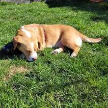 KATI, Hund, Beagle-Mix in Armsheim - Bild 8