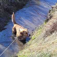 KATI, Hund, Beagle-Mix in Armsheim - Bild 9
