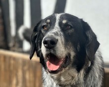 TALAK, Hund, Mischlingshund in Aerzen