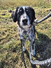 TALAK, Hund, Mischlingshund in Aerzen - Bild 3