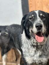 TALAK, Hund, Mischlingshund in Aerzen - Bild 4