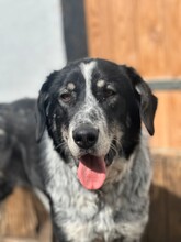 TALAK, Hund, Mischlingshund in Aerzen - Bild 5