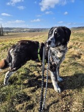 TALAK, Hund, Mischlingshund in Aerzen - Bild 6