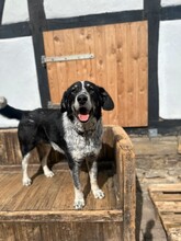 TALAK, Hund, Mischlingshund in Aerzen - Bild 7