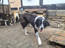 TALAK, Hund, Mischlingshund in Aerzen - Bild 8