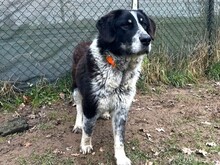 TALAK, Hund, Mischlingshund in Aerzen - Bild 9