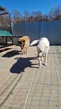 ILIO, Hund, Mischlingshund in Rumänien - Bild 3