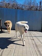 ILIO, Hund, Mischlingshund in Rumänien - Bild 6