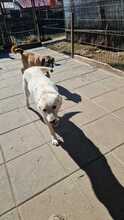 ILIO, Hund, Mischlingshund in Rumänien - Bild 7