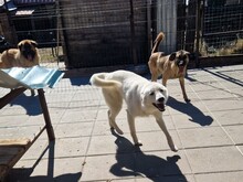 ILIO, Hund, Mischlingshund in Rumänien - Bild 8