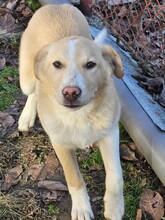JASPER, Hund, Mischlingshund in Rumänien - Bild 1