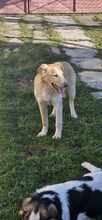JASPER, Hund, Mischlingshund in Rumänien - Bild 2