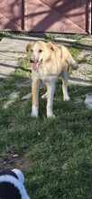 JASPER, Hund, Mischlingshund in Rumänien - Bild 4