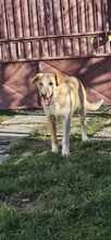 JASPER, Hund, Mischlingshund in Rumänien - Bild 5